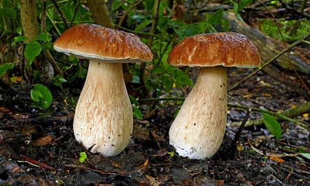 Niekada nedžiovinkite šių grybų. „Net valgomieji gali tapti nuodingi“