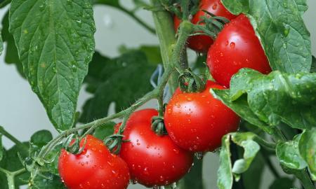 Šis atradimas „atveria naują erą“ – mokslininkai pavertė pomidorus turtingu vitamino D šaltiniu