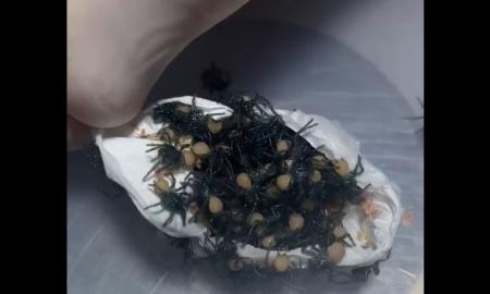 Susižavėjimą ir siaubą keliantis vaizdas: štai kaip į pasaulį ateina Sidnėjaus piltuvinio voro jaunikliai (Video)