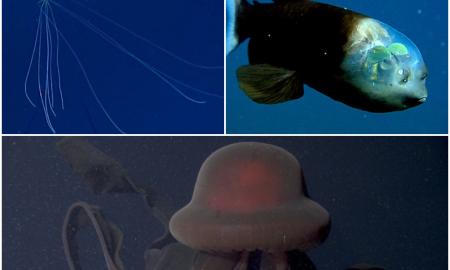 TOP 8 kraupiausių ir keisčiausių būtybių, rastų jūros gelmėse 2021 metais: nuo ateivius primenančių kalmarų, animacinių personažų, iki kraują stingdančios medūzos (Foto, Video)
