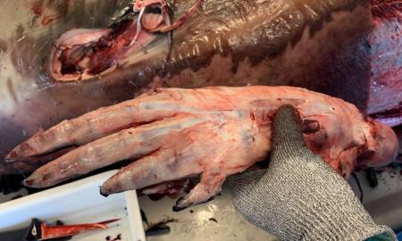Skrodimas atskleidė neįprastą banginių anatomijos paslaptį: kam reikalinga ši ranką primenanti atauga? (Foto)