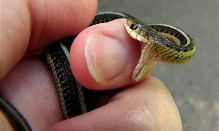 Herpetologas, dokumentavęs savo mirtį dėl mokslo: vos po 24 valandų laukė klaiki mirtis – viską lėmė vienintelė fatališka klaida (Foto, Video)