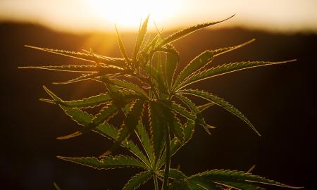 Pirmoji Europos šalis legalizavo kanapes asmeniniam naudojimui: ar jos pavyzdžiu paseks ir kitos šalys?