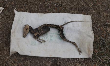Kasinėjant aptiktas paslaptingo gyvūno skeletas: net mokslininkai nežino, kas tai
