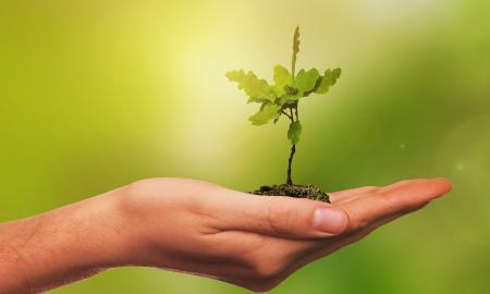 Klimato krizė: kodėl medžius reikia ne tik sodinti, bet ir laidoti? (Video)