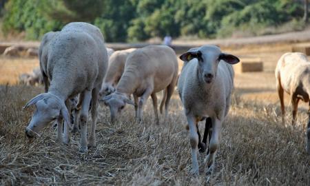Šią ligą galite labai lengvai parsinešti namo – mokslininkai perspėja, kokių pieno produktų reikėtų būtinai vengti (Foto)