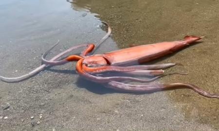 Mokslininkai aptiko dar gyvą „jūrų pabaisą“ – tai vienas paslaptingiausių Žemės gyvūnų (Video)