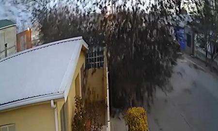 Apokaliptinis vaizdas: Meksikoje iš dangaus nukrito šimtai paukščių – kas juos privertė taip keistai elgtis? (Video)