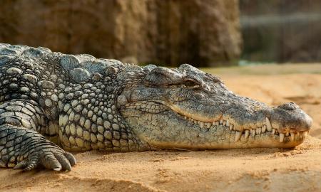 Atrastos naujos milžiniškų krokodilų rūšys, gyvenusios prieš 18 mln. metų – tikriausiai medžiojo pirmuosius žmones (Foto)
