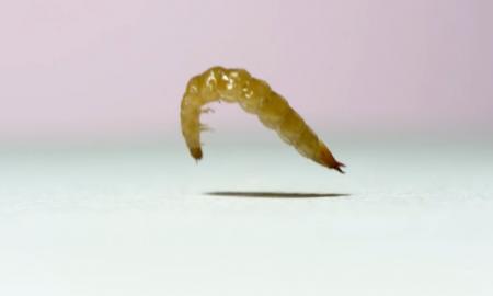 Laboratorijoje šokinėjančias lervas tyrinėję mokslininkai aptiko unikalią jų elgseną: nieko panašaus nebuvo regėję (Foto, Video)