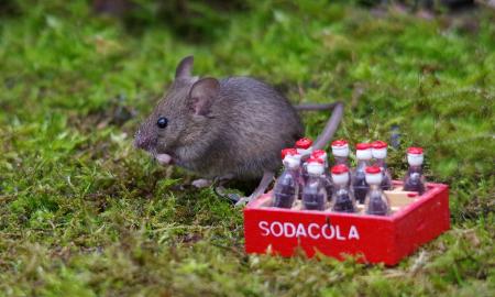 Mokslininkai beveik 2 mėnesius girdė žiurkes saldžiais gazuotais gėrimais: rezultatai šiurpinantys, tai gali nutikti ir žmonėms?