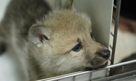 Kinijos mokslininkai pirmą kartą klonavo arktinį vilką: po 100 dienų parodė pasauliui, kaip jis atrodo (Foto, Video)