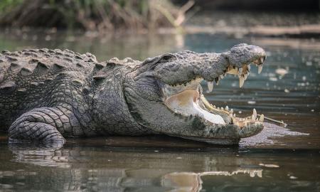 Protus jaukiantis senovės majų miestas, turėjęs savo paslaptį - krokodilams „perpjaudavo gerkles“ (Foto, Video)