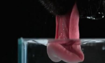 Sulėtinta kamera parodė neįtikėtinus vaizdus: kaip iš tikro šunys „geria“ (Video)