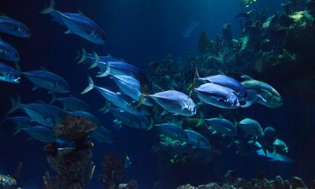Muziejų ateitis: akių judesius sekantis akvariumas pateikia informaciją apie stebimą žuvį (Video)