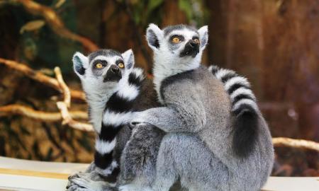 Skelbiama katastrofiška krizė: gali prireikti 20 milijonų metų, kad atsikurtų biologinė įvairovė