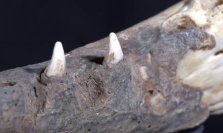Egipte netikėtas archeologų radinys: palaidotos krokodilų galvos (Foto)