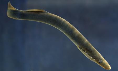 Lietuvoje dešimtmečio įvykis: surasti paslaptingi gamtos sutvėrimai mena dinozaurų laikus