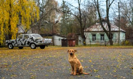 Mokslininkai nustebę: su Černobylyje gyvenančiais šunimis vyksta kai kas netikėto