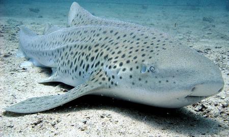 Japonijoje pirmą kartą eksponuojamas išskirtinai retas ryklys su zebro dryžiais (Foto, Video)