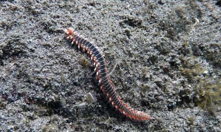 Mokslininkai Japonijoje aptiko kai ką išskirtinio: švyti tamsoje, primena senovės demonus (Foto, Video)