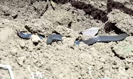 Pamatykite: atrasta gyvatė, kuri judėdama daro suktukus (Foto, Video)