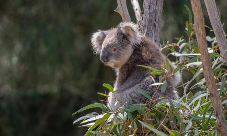 Neįtikėtina, bet tiesa: Australijoje auksas tiesiog auga ant medžių