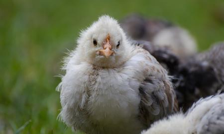 Aptiko viščiuką-mutantą: turėjo dantis, panašius į krokodilo