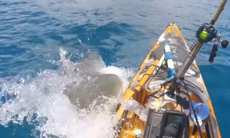 Havajuose užfiksuota kraupi žvejo akistata su rykliu – skelbiamas šiurpus video