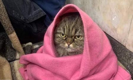 Sprogdina internetą. Virusiniu greičiu plinta piktos katės vaizdai iš Kyjivo metro (Foto)