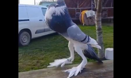 Balandis mutantas tapo interneto sensacija. Kas tai per padaras (Video)