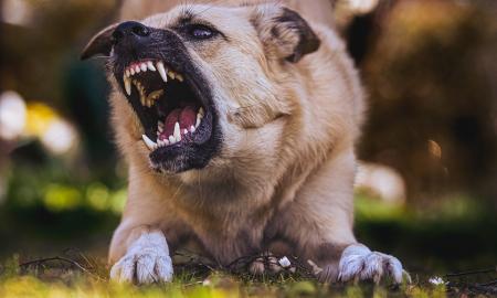 Įrodė, kad šunų agresyvumo lygį lemia oro sąlygos – štai kada įkandimų būna daugiausia