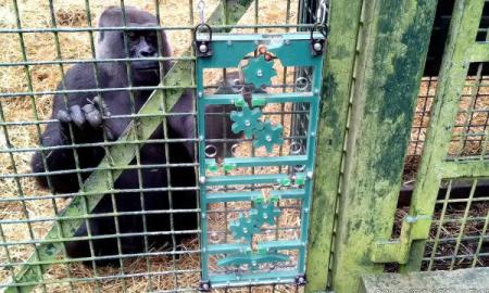 Paprastos dėlionės atskleidžia, kodėl žmonės yra vienintelės kalbančios žmogbeždžionės (Video)