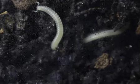 Parke aptiko naują gyvūną su 486 kojomis ir įspūdingais dantimis (Foto, Video)