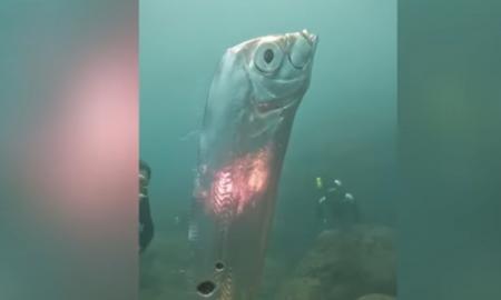 Narai nufilmavo jūrų pabaisą: manoma, kad ši milžiniška žuvis pasirodo tik prieš žemės drebėjimą (Video)