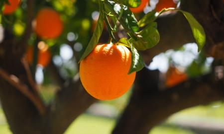 Ryžiai, kakava ir apelsinai: stichiniai orai naikina pasaulinę maisto produktų rinką