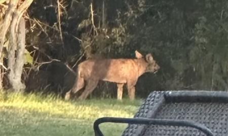 Paslaptinga būtybė. Moteris šokiruota, kas užklydo į jos kiemą (Video)