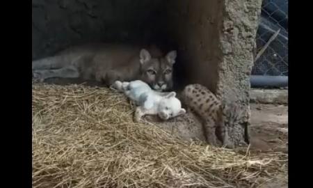 Mielumo įsikūnijimas. Nikaragvos zoologijos sode gimė unikali albinosė puma (Foto, Video)