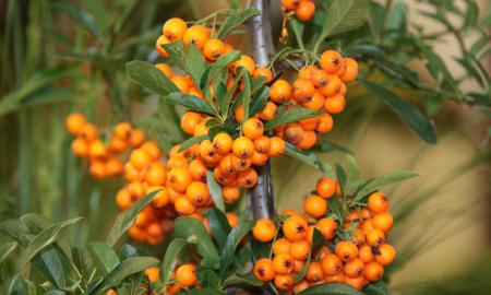 Daugiau vitamino C nei apelsinuose ar citrinose. Gydytojai rekomenduoja ypatingas rudens uogas