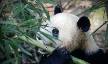 Neįtikėtina. Kinija pasiima visas pandas iš JAV. Kas atsitiko