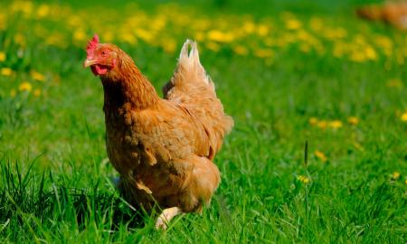 Genetiškai modifikuotos vištos gali padėti sulėtinti paukščių gripo plitimą
