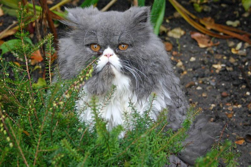 Persų katė
