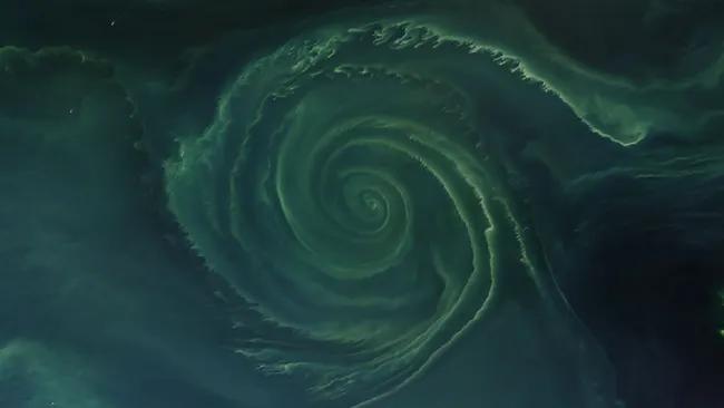 Melsvabakterių spiralė Baltijos jūroje, 2018 m.