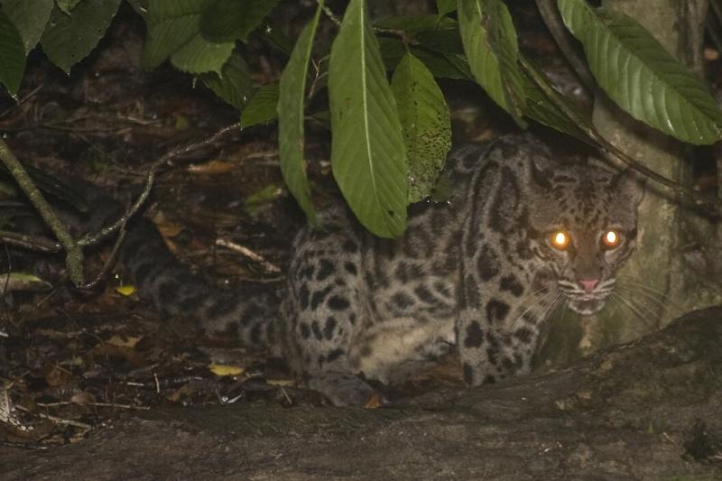 Borneo debesuotasis leopardas Malaizijoje