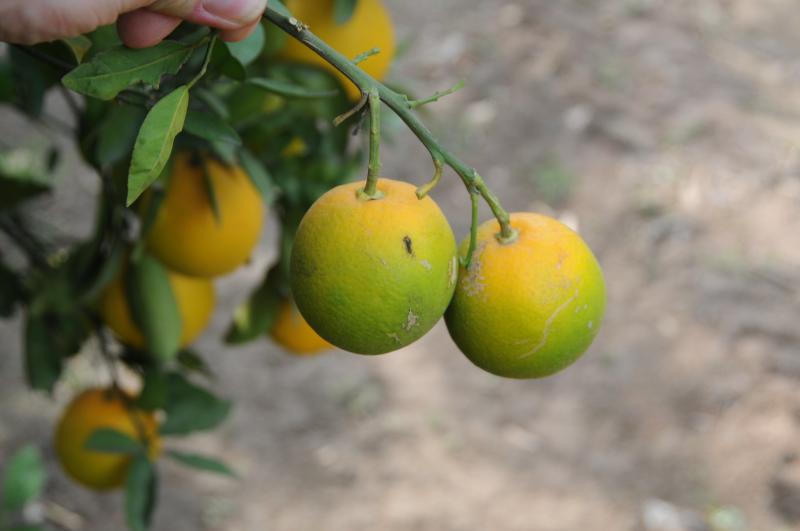 citrusinių vaisių žalsvėjimo liga sergantis apelsinas