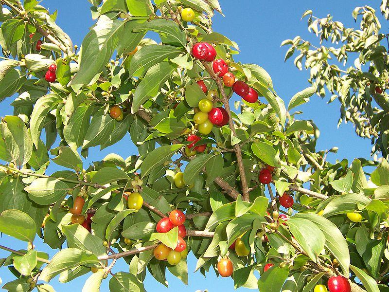 Geltonoji sedula (Cornus mas) auginama soduose kaip vaisinis augalas.