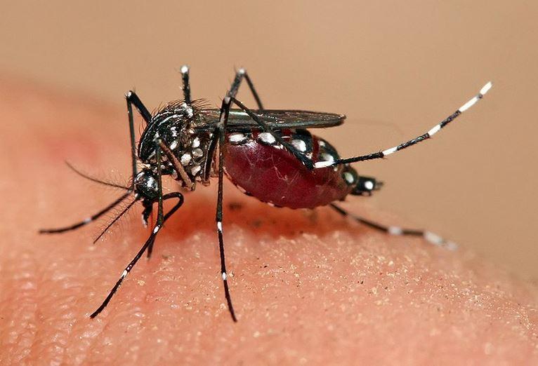 Aedes genčiai priklausantys uodai