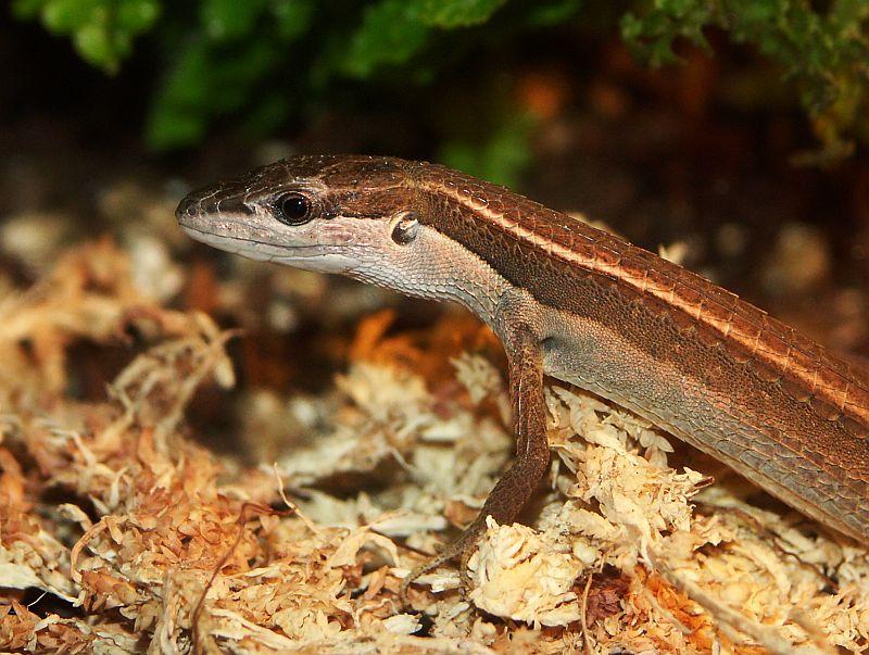 Takydromus sexlineatus