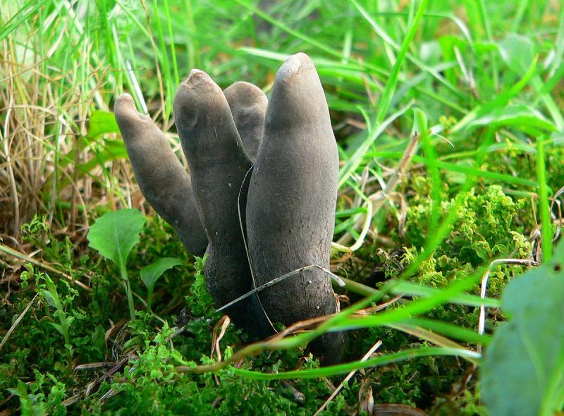 Kislusis elniagrybis (Xylaria polymorpha), geriau žinomas kaip „Negyvėlio pirštai“ 