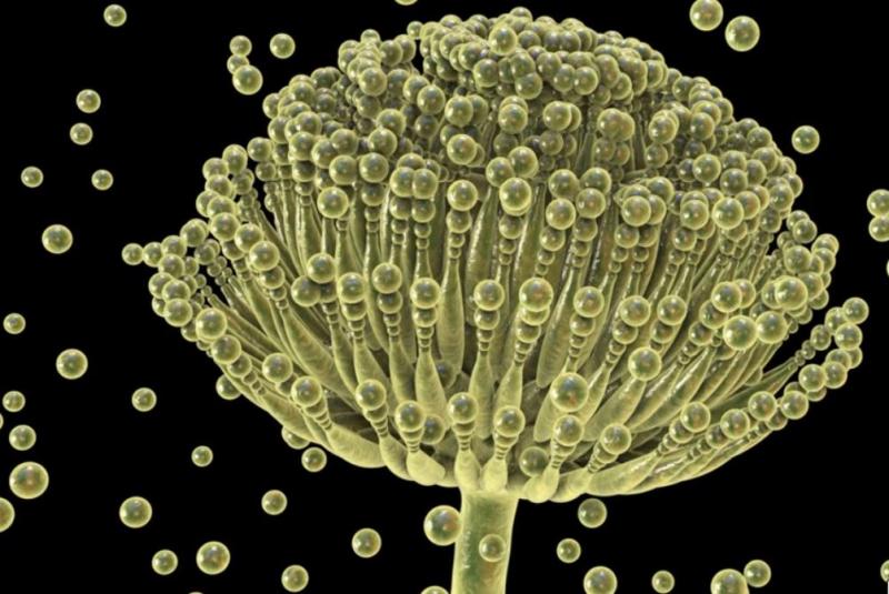 „Aspergillus“